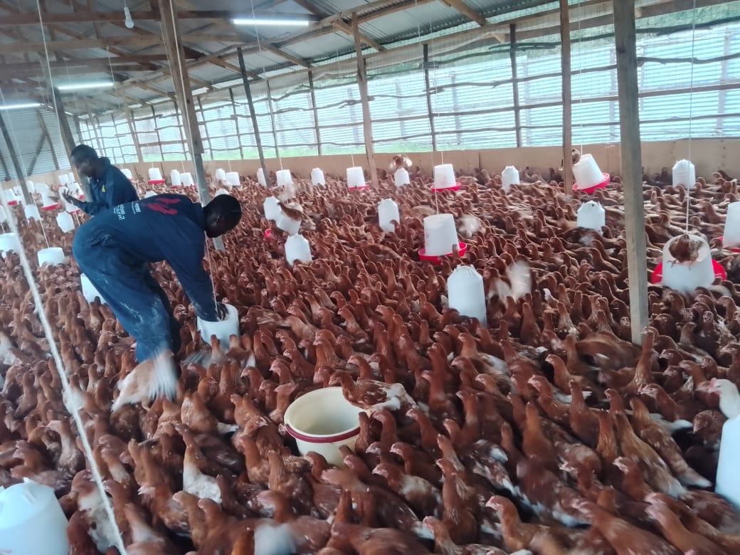 Bird farm